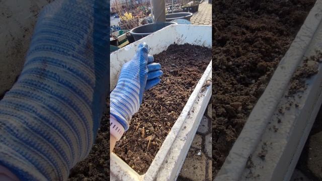 Черенкую гортензию