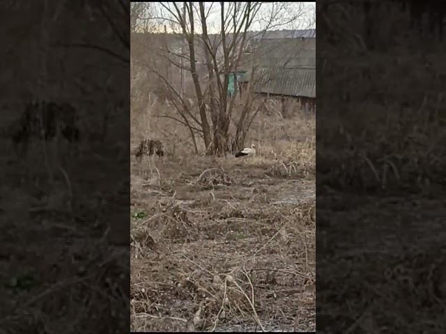 В Инзенский район залетел присматривающийся к Ульяновской области аист.