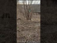 В Инзенский район залетел присматривающийся к Ульяновской области аист.