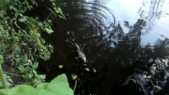 Ондатра.