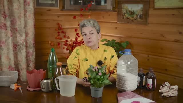 Каланхоэ будет цвести непрерывно
