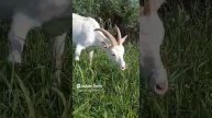 Свежий ветерок для коз радость пастистись