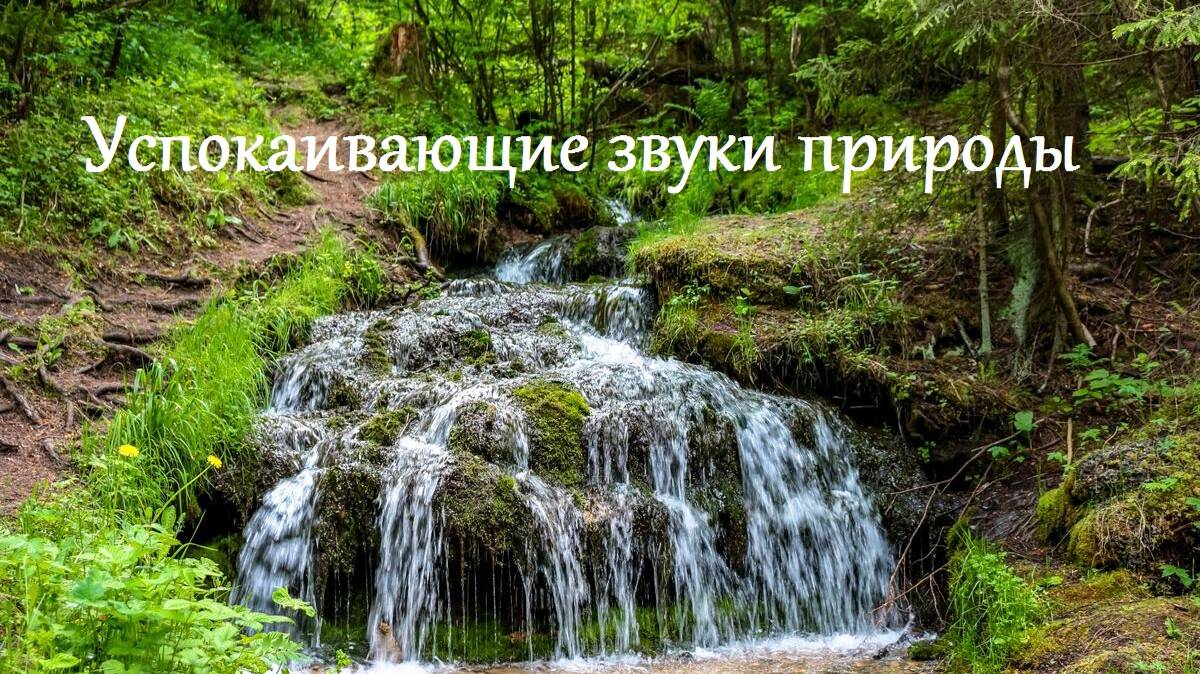 Успокаивающие звуки природы. Звуки для души и гармонии. Живой звук.