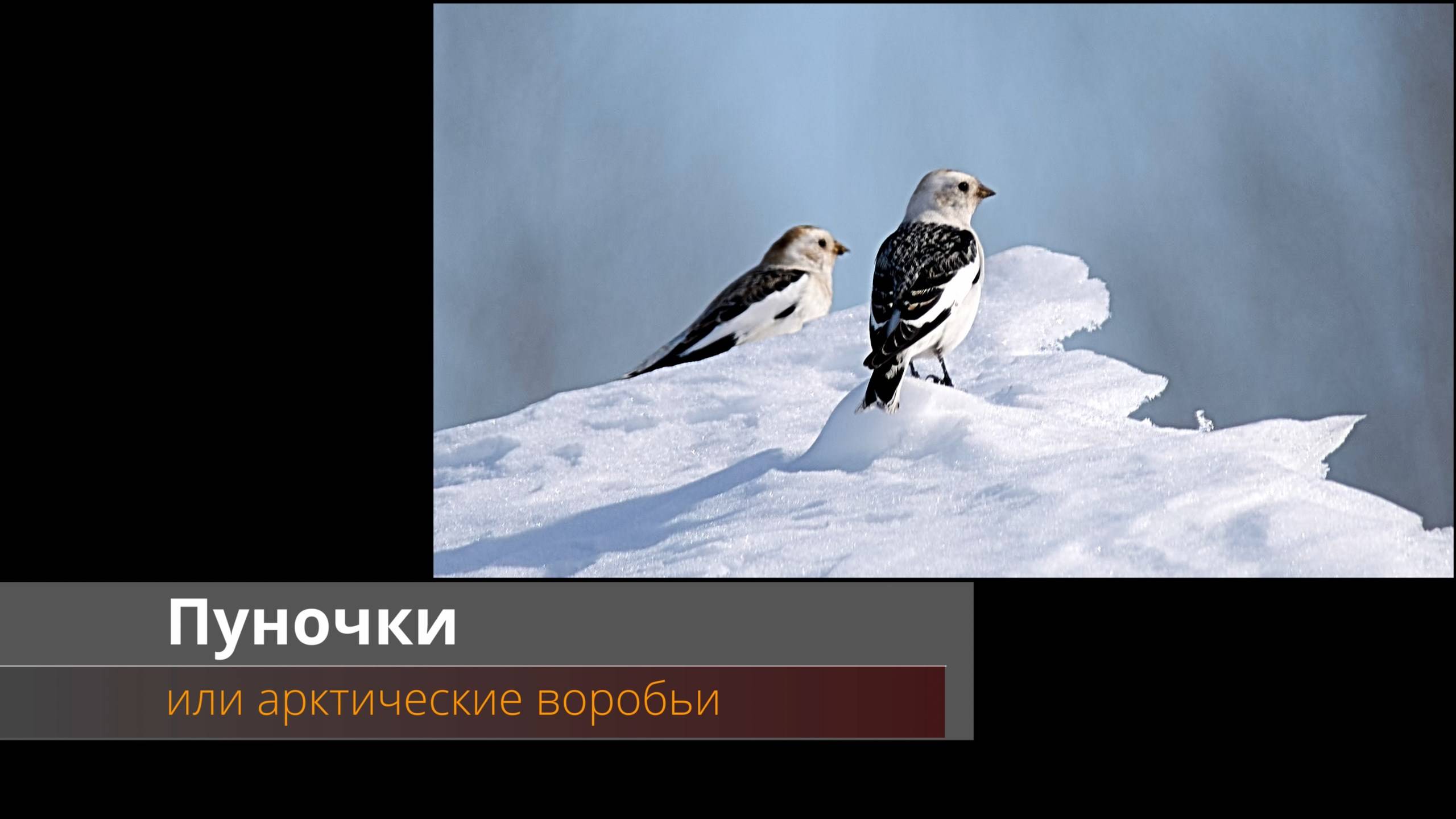 Пуночки - арктические воробьи