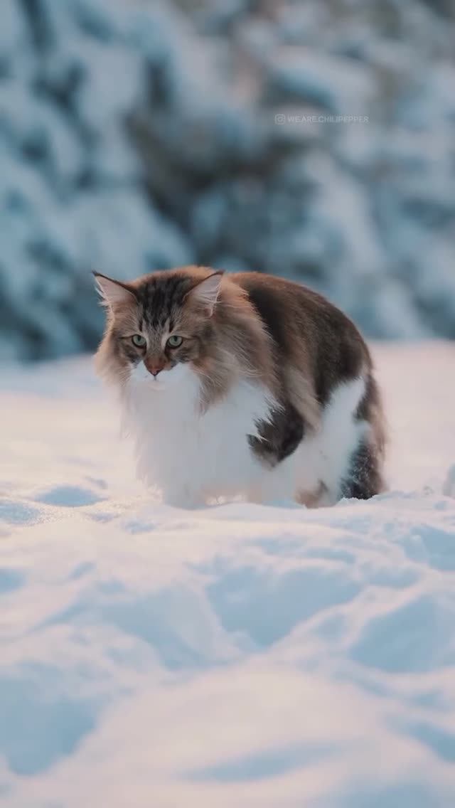 ВИДЕОЗАЛИПАЛКА животные_11