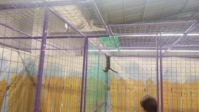 побег не удался