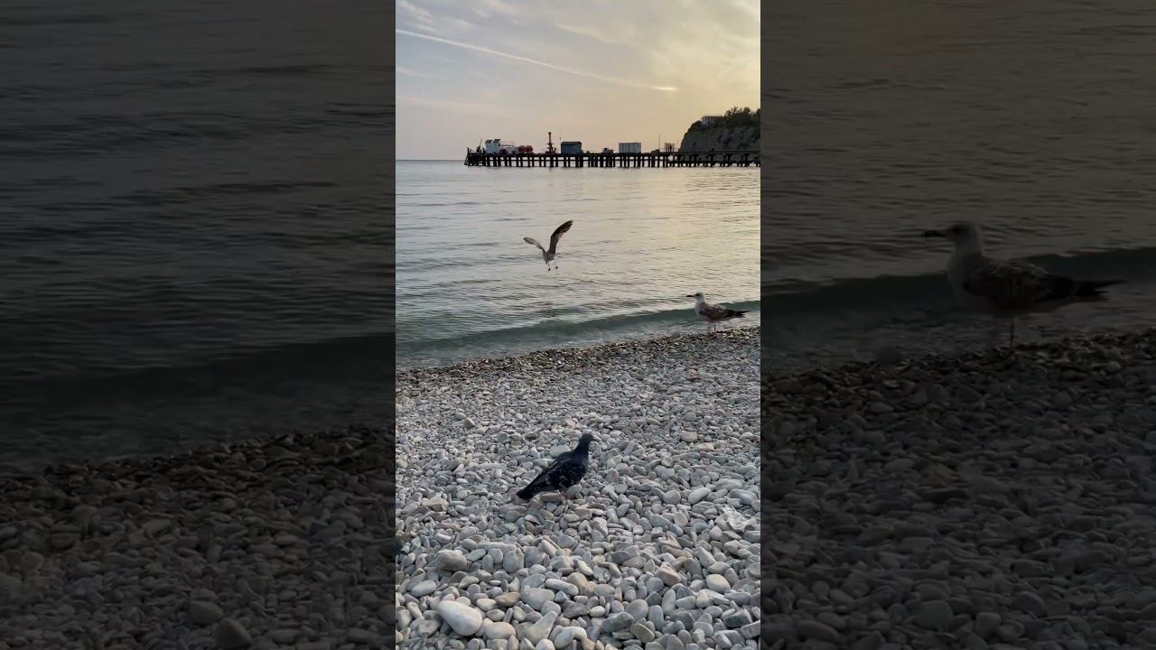 Когда хотел покормить морских чаек, но голуби всегда на месте.