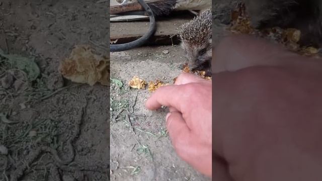 Маленький сладкоежка  ☺