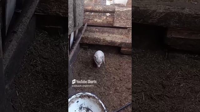 Поросёнок чешет задок свой