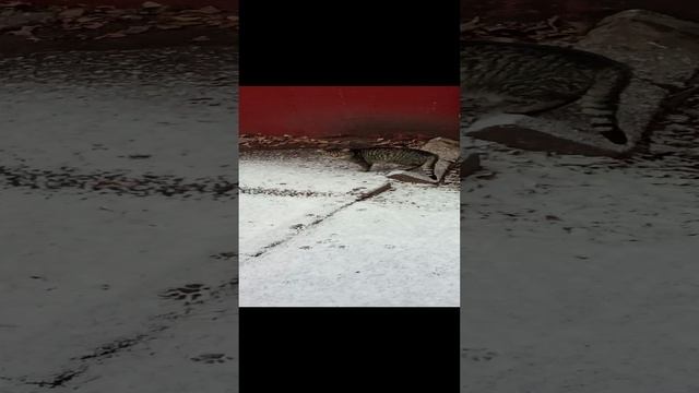 Бутисик красивый кот