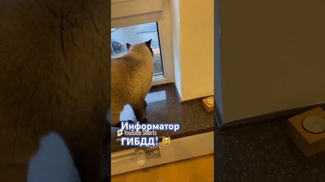 Информатор ГИБДД))