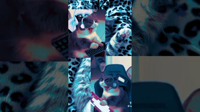 scene_output.mp4