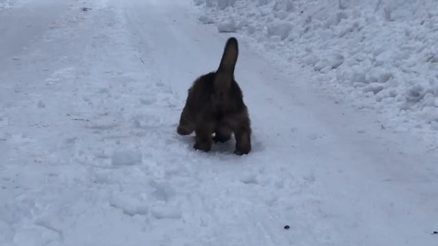 Привет! Мне 30 дней! У щенка тибетского мастифа первая дата!