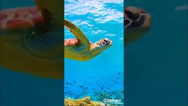 Подводный мир океан часть 2