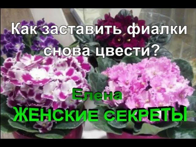 Как заставить фиалку цвести? Омолаживаем фиалку.