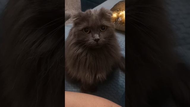 КОШАЧЬИ НЕЖНОСТИ