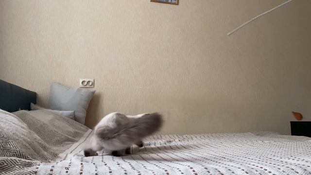 Трюки за банку кофе и тортик