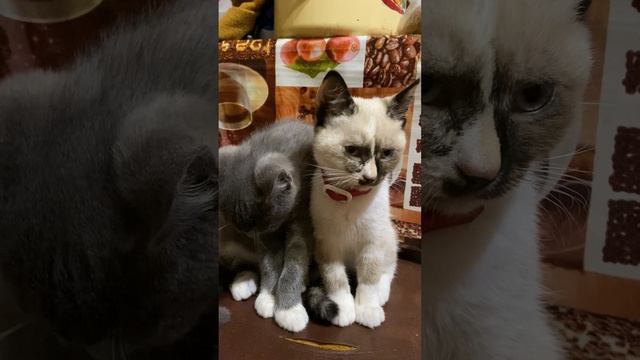 Можно я с тобой? 🐈😁