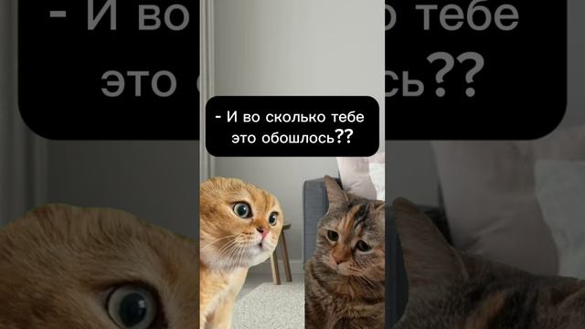 Котики истории из жизни. #мемы #юмор