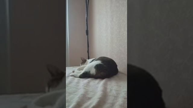 Вечер Чмо Сверлит 1 / 10.12.24