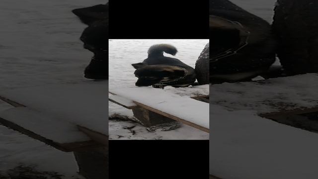 Первый снег для собак