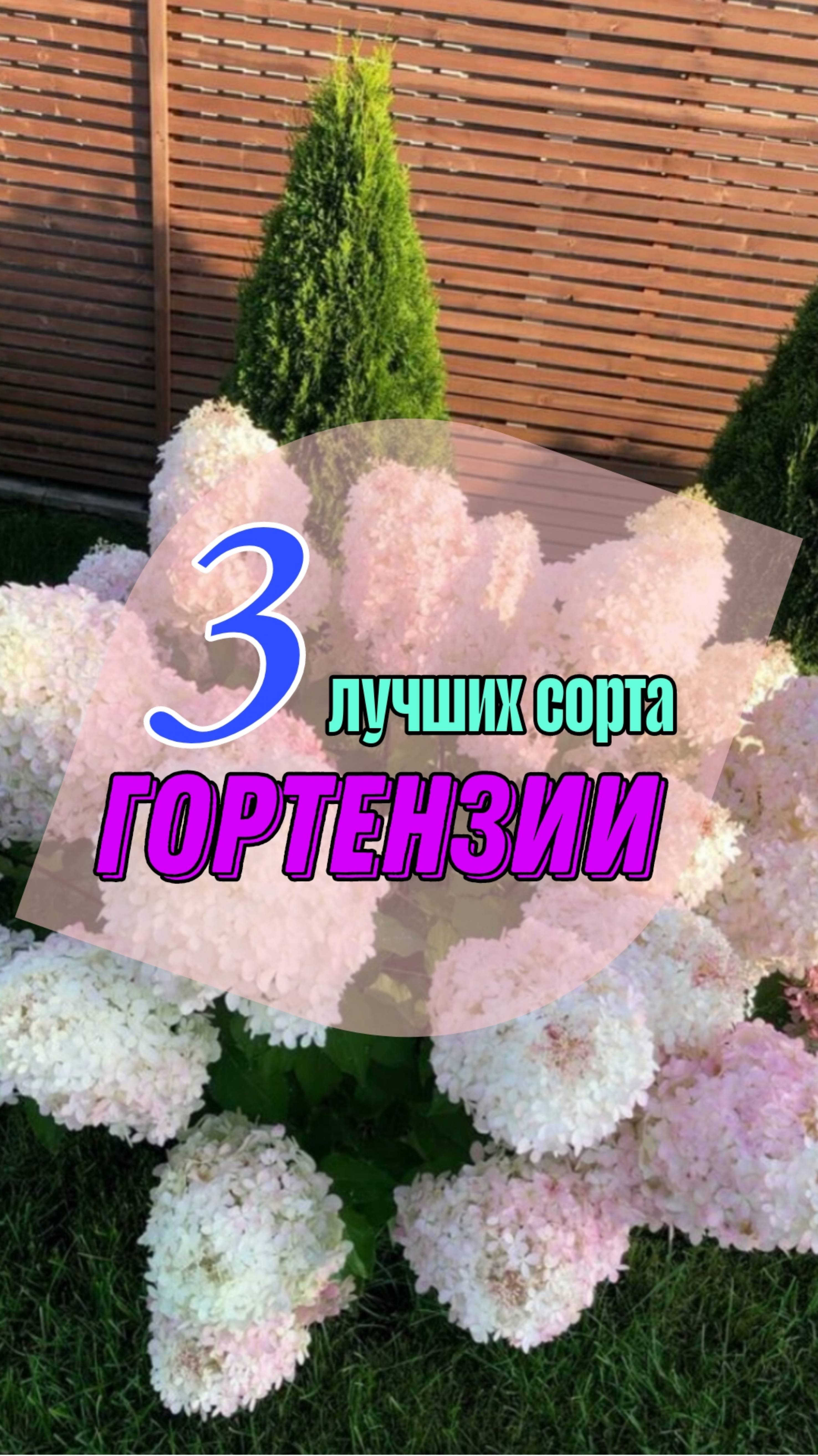 3 лучших сорта гортензии. Топ 3 сорта гортензии.