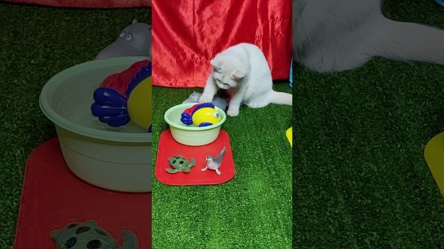 Котенок и игрушки, которые умеют плавать. #Мини-котята 4k