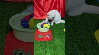 Котенок и игрушки, которые умеют плавать. #Мини-котята 4k