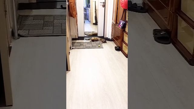 Ориентальная кошка играет