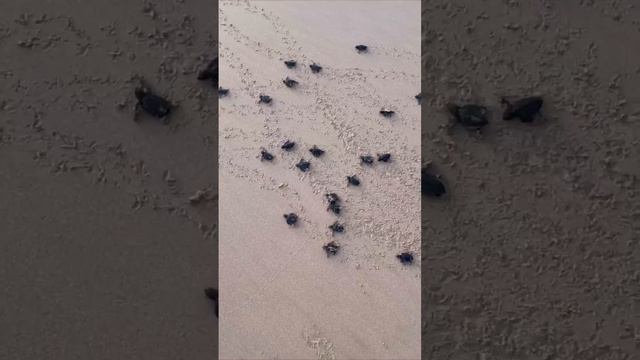 4d22190898a8dbc37562b422d8dc3f38.mp4