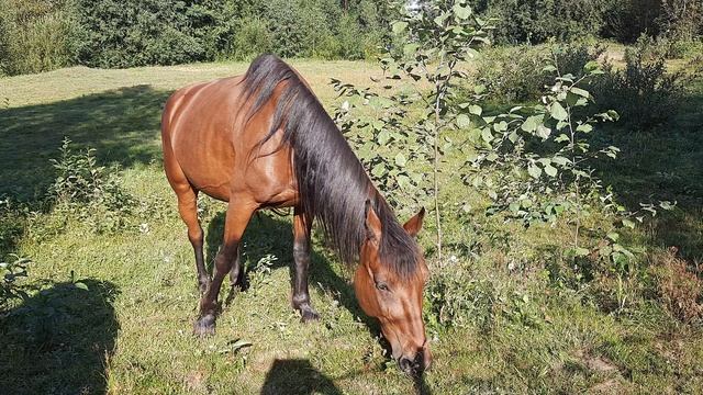 Лошадка гуляет на лугу и кушает травку