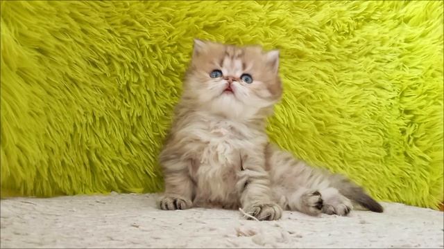 1000019033.mp4