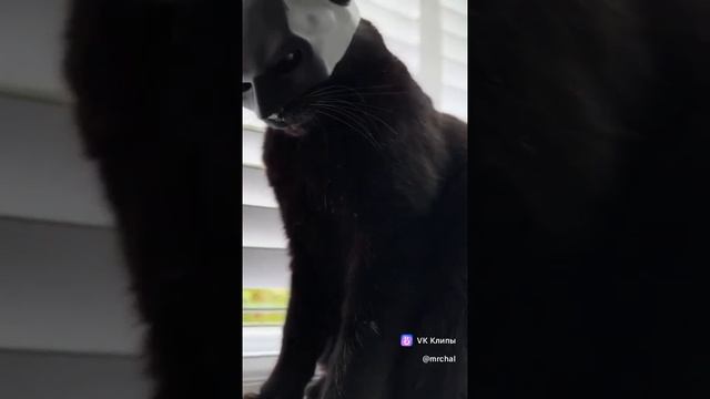 Супер кот)))