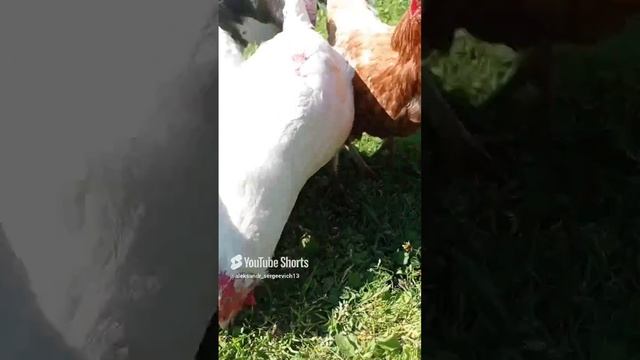 Курочки налетают на зерно а индюшара побаивается