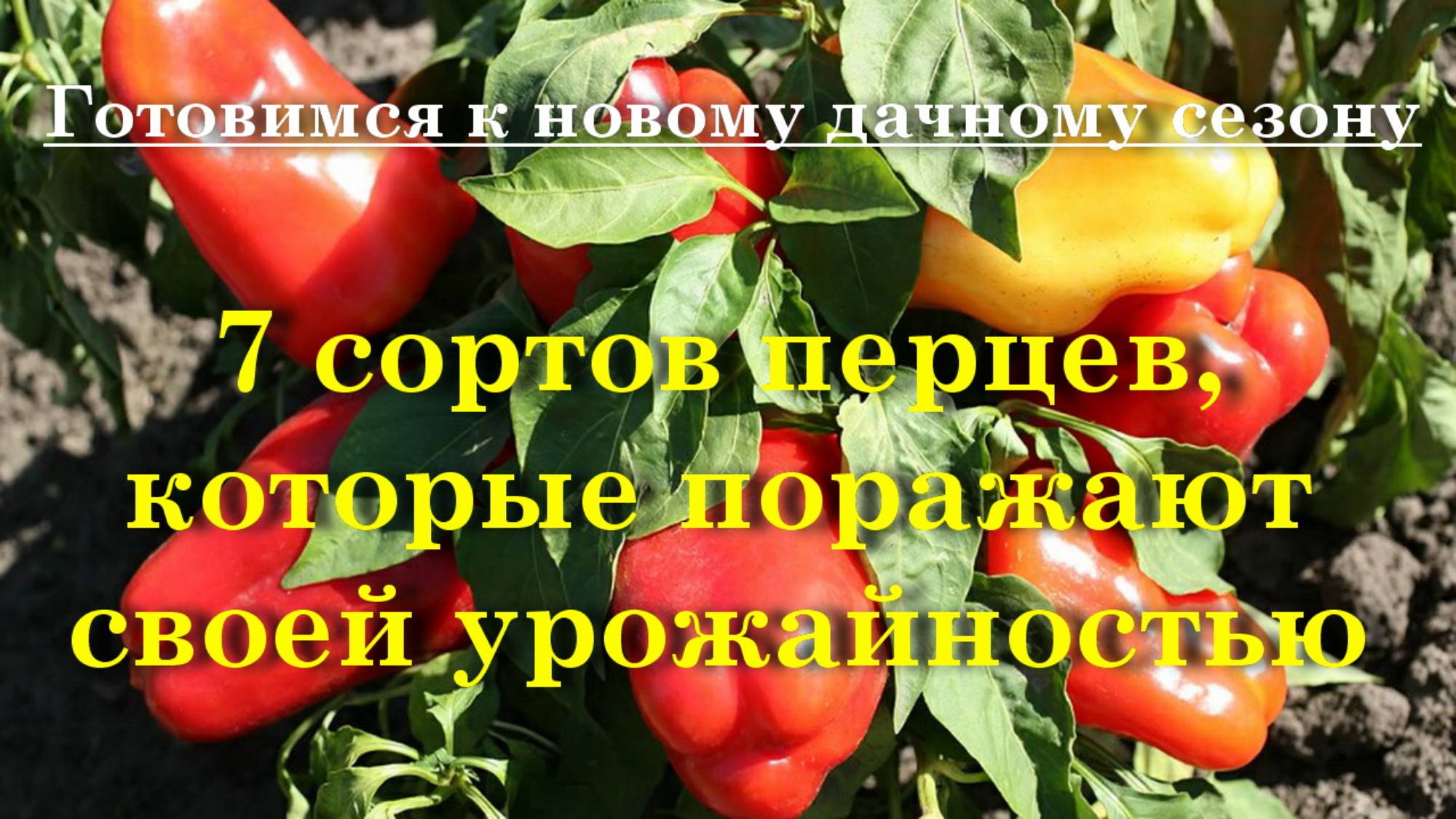 7 сортов перцев, которые поражают своей урожайностью
