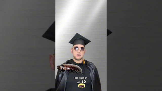 Интересные факты о тараканах 🪳