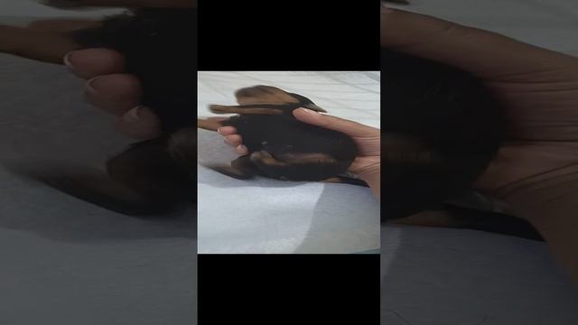 VID_20241210_121822.mp4