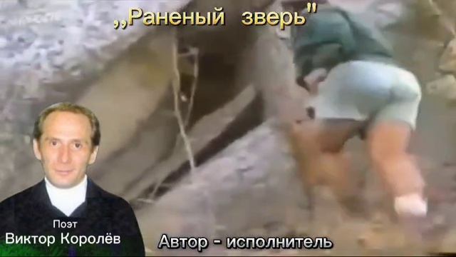 Раненый зверь