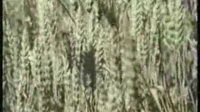 Служу тебе земля