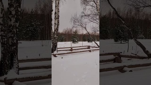 Бутовский лес. Зимний лес. Декабрь 2024г (Часть 1).mp4