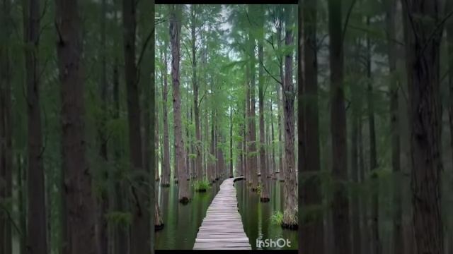 Красивый лес и удивительный