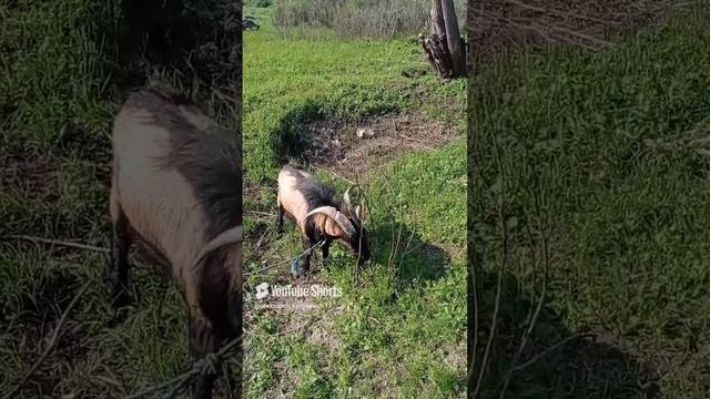 У людей бывает руки чешутся, а у козла рожки)