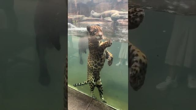 Водный котик