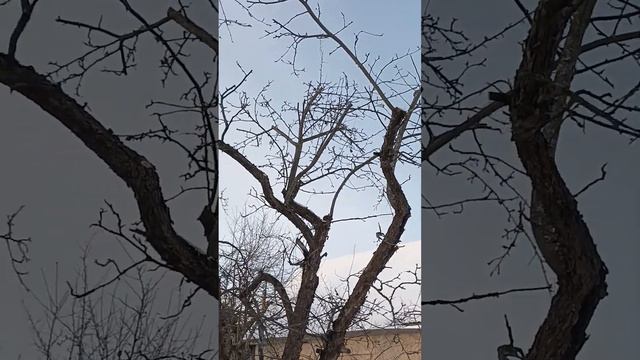 антоновка после обрезки