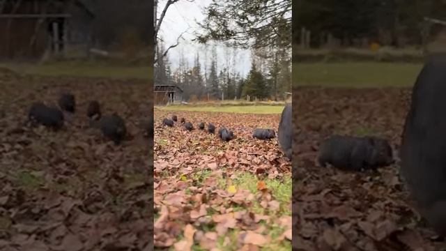 Поросята исследуют мир на своей первой прогулке