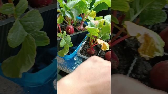 В чем же секрет выращивания редиса в зимнем и летнем огороде?