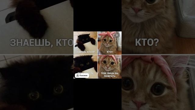 мемы с котами