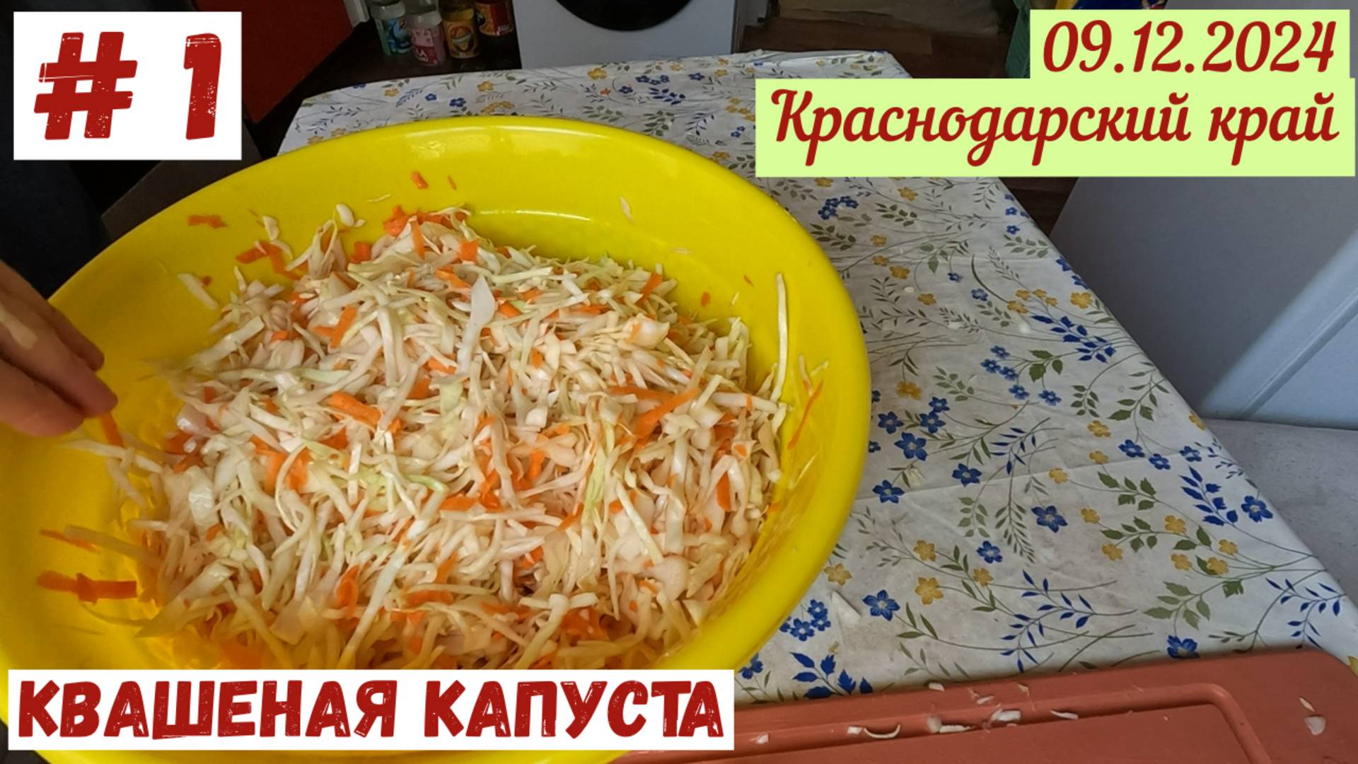 Краснодарский край. 09.12.2024. Квашеная капуста #1. Начало.