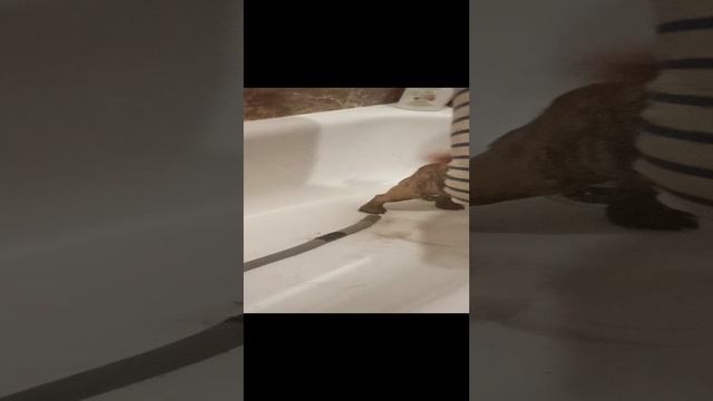 моем Якурке лапки