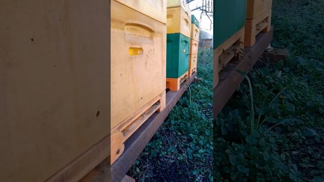 Зимний облёт пчёл